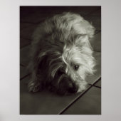 Sleepy cairn Terrier Poster (Vorne)