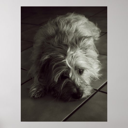 Sleepy cairn Terrier Poster (Vorne)