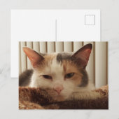 Sleepy Calico Cat Postkarte (Vorne/Hinten)