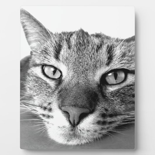 Sleepy Cat Fotoplatte (Vorderseite)