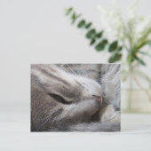 Sleepy Cat Postcard Postkarte (Stehend Vorderseite)