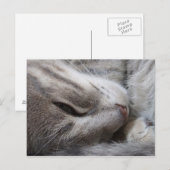 Sleepy Cat Postcard Postkarte (Vorne/Hinten)