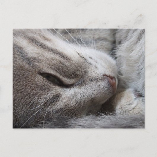 Sleepy Cat Postcard Postkarte (Vorderseite)