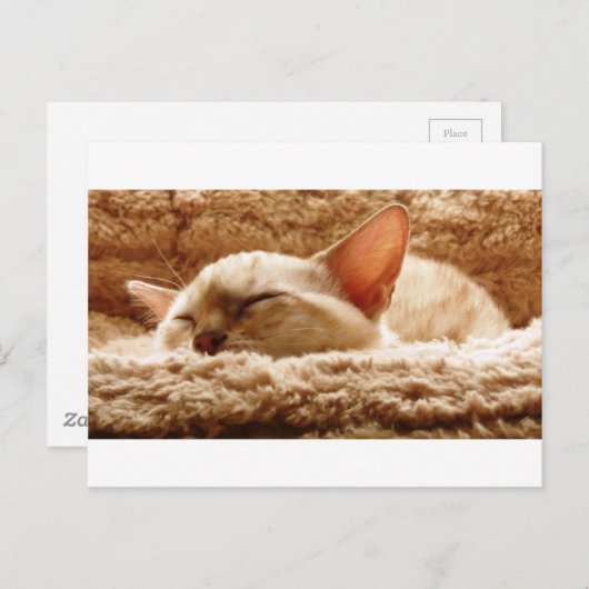Sleepy Cat Postkarte (Vorne/Hinten)