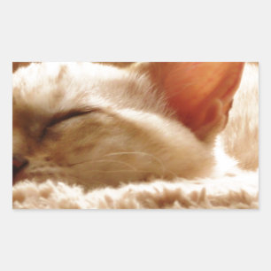 Sleepy Cat Rechteckiger Aufkleber