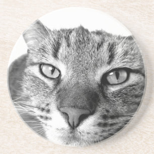 Sleepy Cat Sandstein Untersetzer