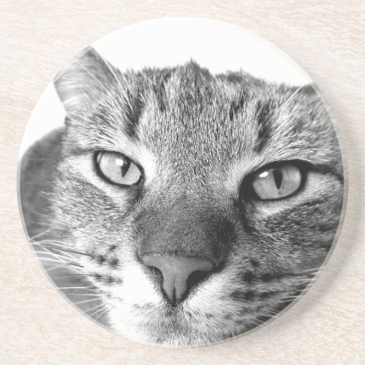 Sleepy Cat Sandstein Untersetzer (Vorne)