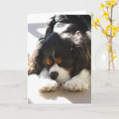 Sleepy Cavalier Karte (Gelbe Blume)