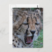 Sleepy Cheetah Cub Postkarte (Vorne/Hinten)