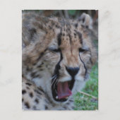 Sleepy Cheetah Cub Postkarte (Vorderseite)