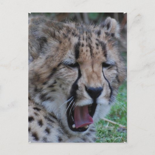 Sleepy Cheetah Cub Postkarte (Vorderseite)