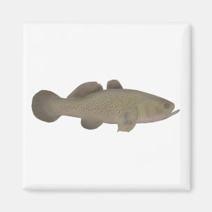 Sleepy Cod Magnet