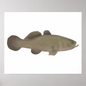 Sleepy Cod Poster (Vorne)