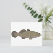 Sleepy Cod Postkarte (Stehend Vorderseite)