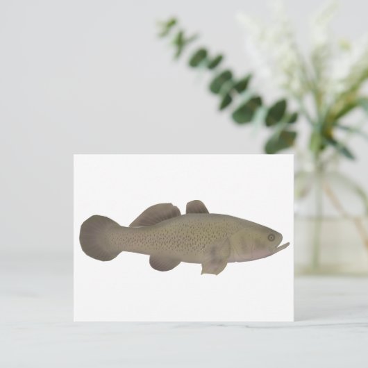 Sleepy Cod Postkarte (Stehend Vorderseite)