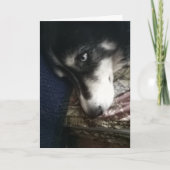 Sleepy Dog Feiertagskarte (Vorderseite)