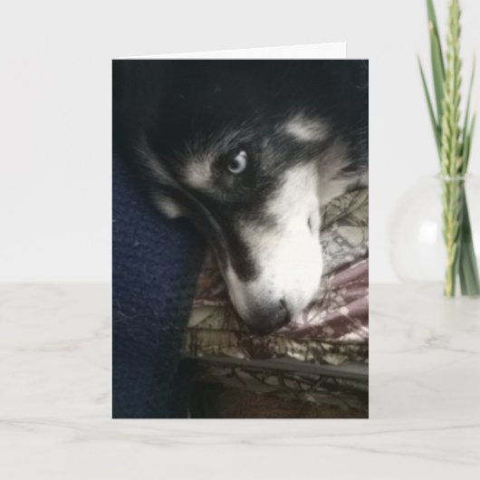 Sleepy Dog Feiertagskarte (Vorderseite)