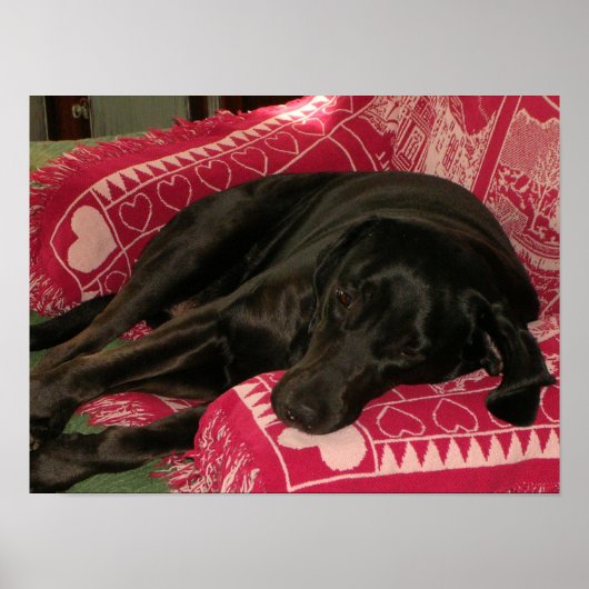 Sleepy Dog Poster (Vorne)