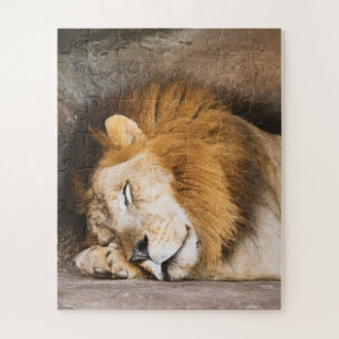 Sleepy Dreaming Adult Lion on Rocks Puzzle