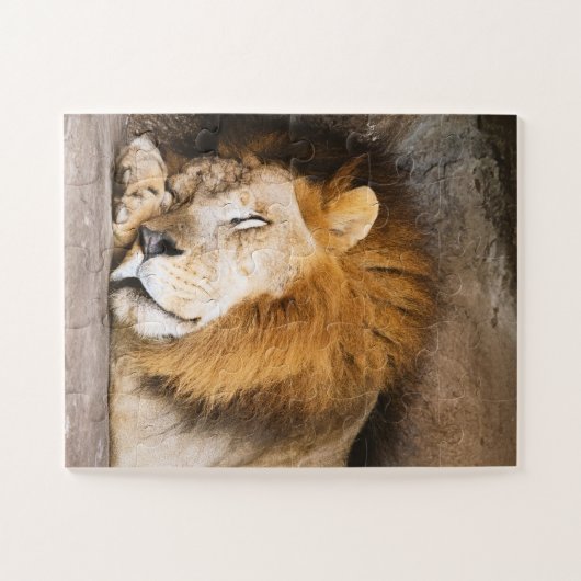 Sleepy Dreaming Adult Lion on Rocks Puzzle (Horizontal)