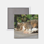 Sleepy entspannte kitty magnet (Vorderseite/Rückseite)