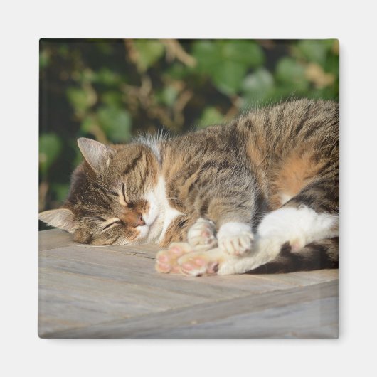 Sleepy entspannte kitty magnet (Vorne)