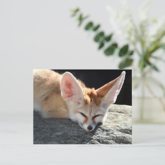 Sleepy Fennec Fox Postkarte (Stehend Vorderseite)