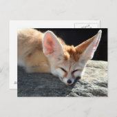 Sleepy Fennec Fox Postkarte (Vorne/Hinten)