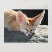 Sleepy Fennec Fox Postkarte (Vorderseite)