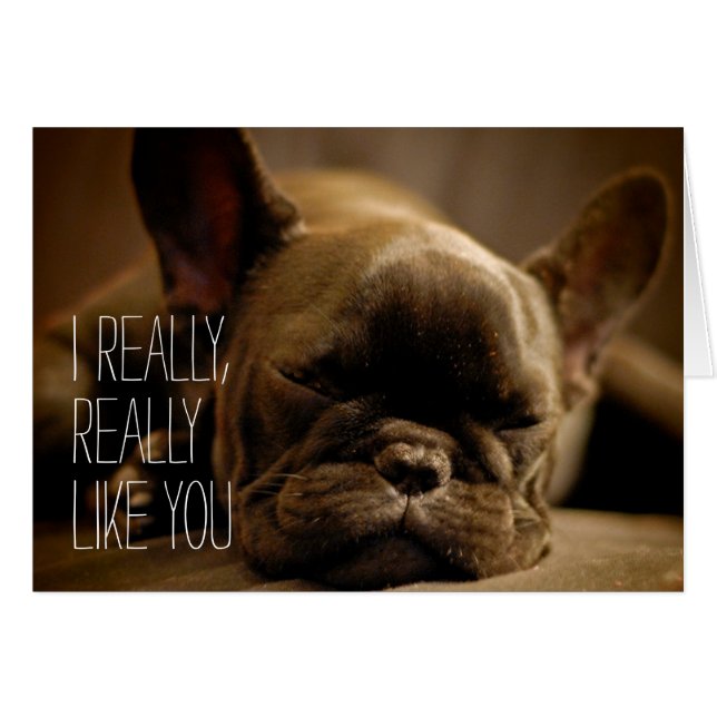 Sleepy French Bulldog (Vorderseite (Horizontal))