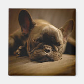 Sleepy French Bulldog Magnet (Vorne)