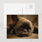 Sleepy French Bulldog Postkarte (Vorne/Hinten)