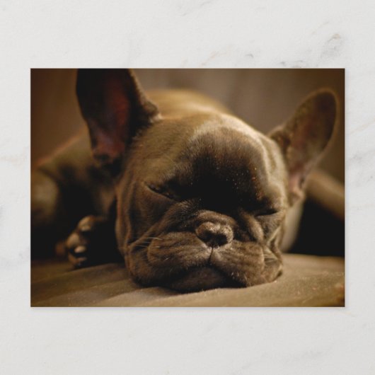 Sleepy French Bulldog Postkarte (Vorderseite)
