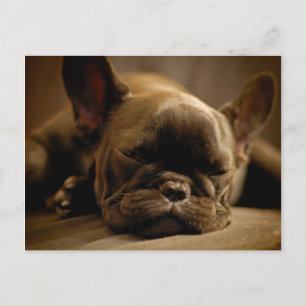 Sleepy French Bulldog Postkarte