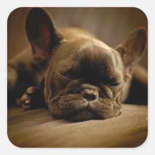Sleepy French Bulldog Quadratischer Aufkleber