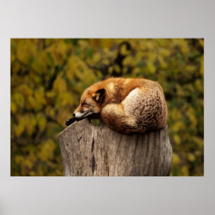 Sleepy Fuchs Poster
