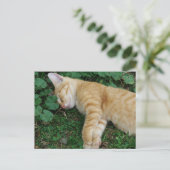 Sleepy Ginger Kitten Postkarte (Stehend Vorderseite)