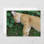 Sleepy Ginger Kitten Postkarte (Vorne/Hinten)