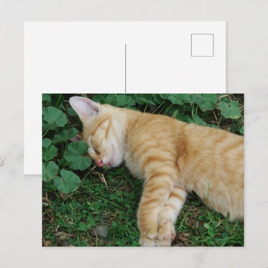 Sleepy Ginger Kitten Postkarte (Vorne/Hinten)