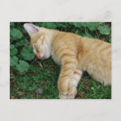 Sleepy Ginger Kitten Postkarte (Vorderseite)