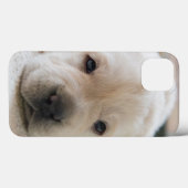 Sleepy Golden Labrador Puppy Case-Mate iPhone Hülle (Rückseite (Horizontal))