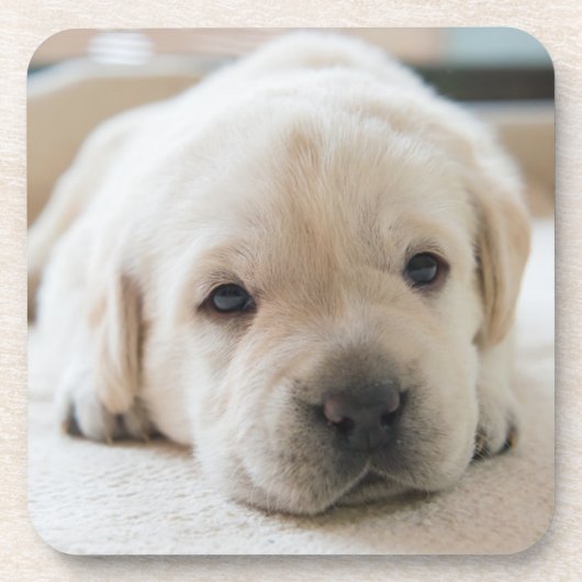Sleepy Golden Labrador Puppy Getränkeuntersetzer (Vorderseite)