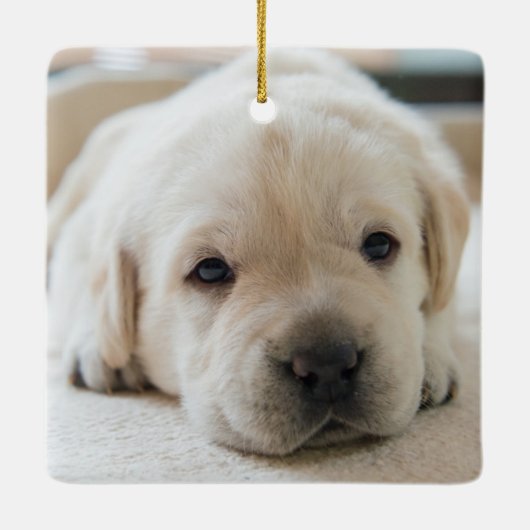 Sleepy Golden Labrador Puppy Keramikornament (Rückseite)