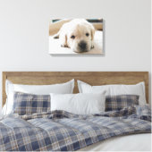 Sleepy Golden Labrador Puppy Leinwanddruck (Insitu (Schlafzimmer))