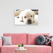 Sleepy Golden Labrador Puppy Leinwanddruck (Insitu (Wohnzimmer))