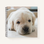 Sleepy Golden Labrador Puppy Notizblock (Vorderseite)
