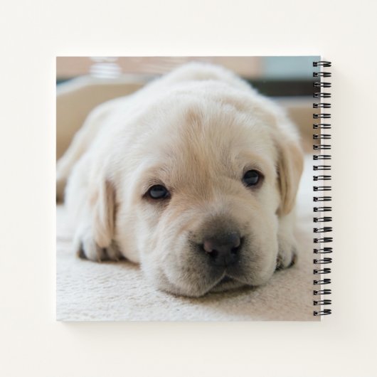 Sleepy Golden Labrador Puppy Notizblock (Rückseite)