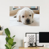Sleepy Golden Labrador Puppy Poster (Heimbüro)