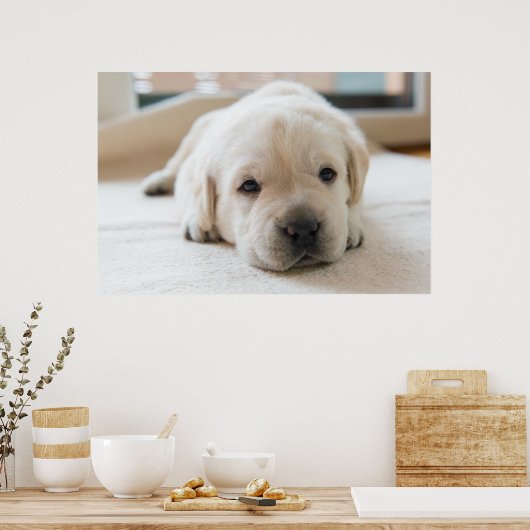 Sleepy Golden Labrador Puppy Poster (Küche)