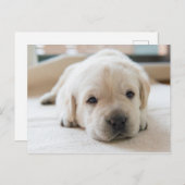 Sleepy Golden Labrador Puppy Postkarte (Vorne/Hinten)